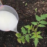 Kako zalijevati sadnice paradajza kvascem